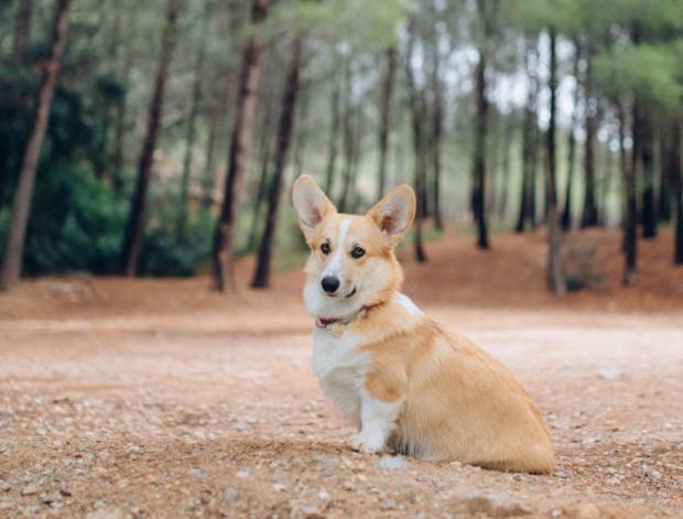 Luna holding a calm sit-stay