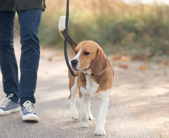 Dog calmly walking on leash
