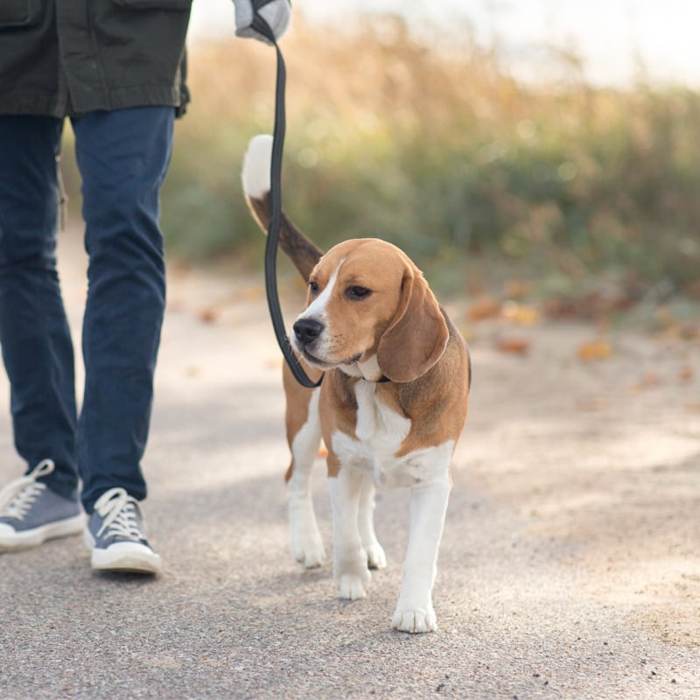 A dog on a calm loose-leash walk with their trainer