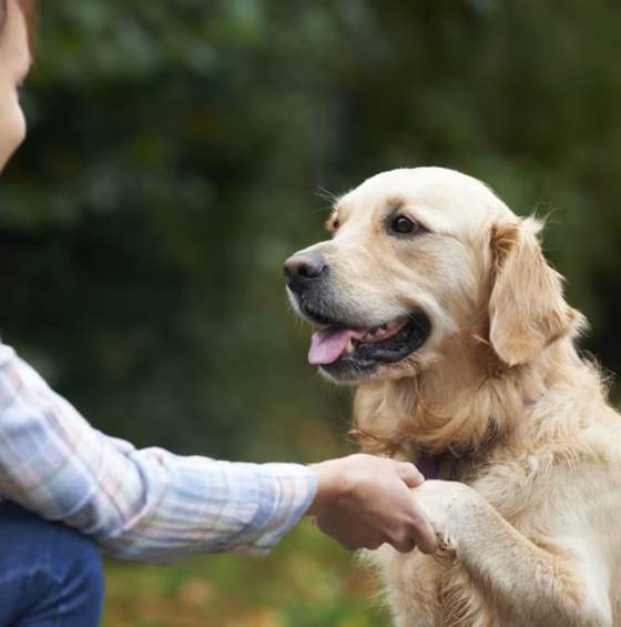 Dog trainer greeting client and dog